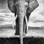 elephant_by_francoclun-d4yf34b