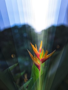 night_day_multi_heliconia_v_slice-450x600