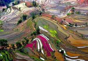 Campos de Arroz, China