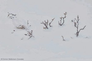 Wildlife-Photographer-of-the-Year-2013-16