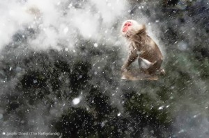 Wildlife-Photographer-of-the-Year-2013-22